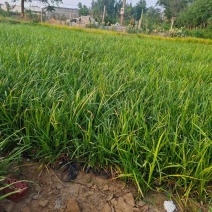 麦冬草，园林绿化，花海景观，