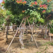 凌霄花，凌霄基地一手货源，俏江南，盼江南苗木基地凌霄苗圃