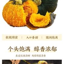 湖北南瓜，贝贝南瓜大量上市，对接全国市场，欢迎咨询