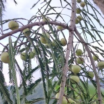 野生橄榄
