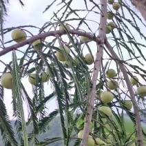 橄榄，一件50斤