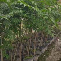 黄连木杯苗