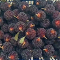 乌苏杨梅苗