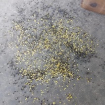 43含油，7分含水，85分油色，优质油菜籽