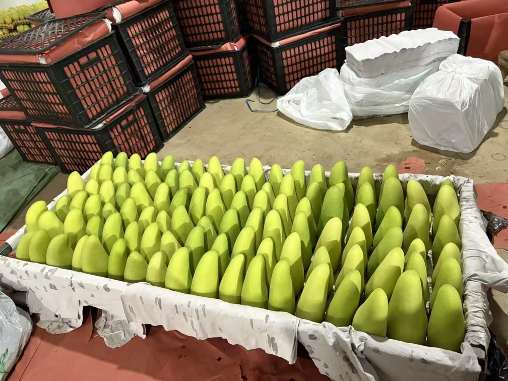 果农正在对刚采摘的美8苹果进行清洗、分拣和装箱,准备上市销售 美8苹果采摘后分拣装箱过程