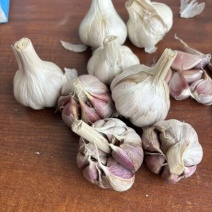 四川彭州二水早蒜种早蒜种子