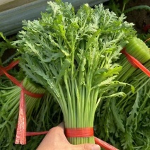 邯郸茼蒿产地发货货源稳定品质把控严格诚信经营