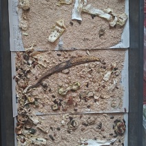 黄粉虫