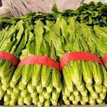 邯郸精品油麦菜产地发货货源稳定，品质保障欢迎电话看货