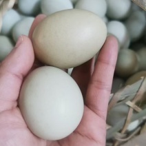散养绿壳土鸡蛋