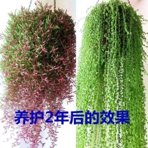 吊兰多肉佛运珠珍珠泪紫玄月爱之蔓情人长珠观花垂吊带盆稀有品种