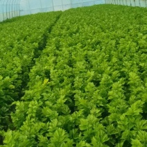 《芹菜》精品西芹产地直销全国直发质量保证量大从优
