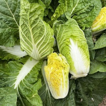 金冠娃娃菜种子春秋两用黄心大白菜种籽抗病耐抽苔包心快