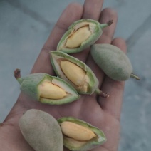 新疆喀什青皮新鲜巴旦木