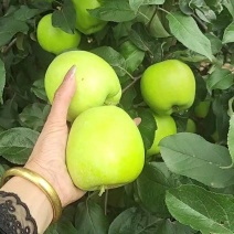 山东华硕苹果上市口感脆甜个头均匀产地对接出口