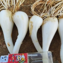 江西茭头物美价廉大量现货欢迎电联