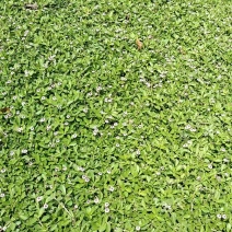 草皮