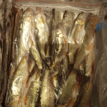 大嘴马口鱼批发