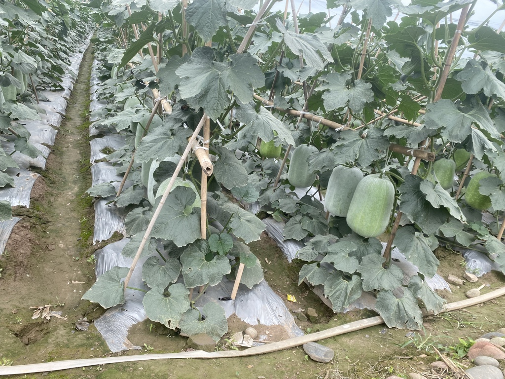 展示一片正在生长的白皮冬瓜田地,藤蔓蔓延,果实挂在地里,农民在田间劳作 白皮冬瓜种植基地