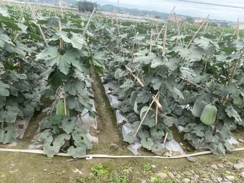 冬瓜苗在田间自然生长,绿意盎然,嫩叶舒展 冬瓜苗在田间生长的场景