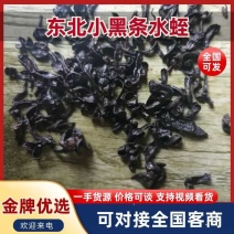 东北小黑条水蛭一手货源价格可谈支持视频看货对接全国客商