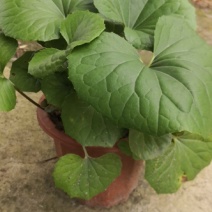 盆栽大吴风草
