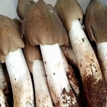 高山野生新鲜鸡枞菌清晨采摘空运直达
