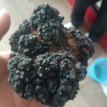 桦树茸