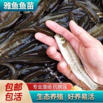 重庆雅鱼鱼苗大量供应保成活免费技术指导欢迎来来电