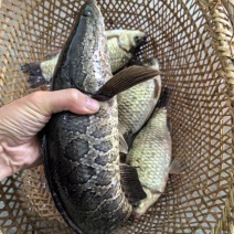 精品黑鱼肉质鲜美欢迎来电洽谈价格优惠品质保证