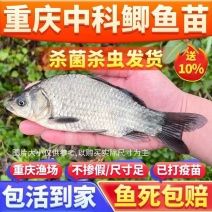 中科3号鲫鱼苗5号鲫鱼都有大量供应对接全国养殖户
