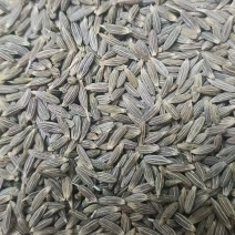 新疆孜然一手货源质量保证大量供应欢迎咨询