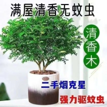 蚊虫包驱赶】正宗清香木盆栽花卉绿植一年四季净化空气吸甲醛
