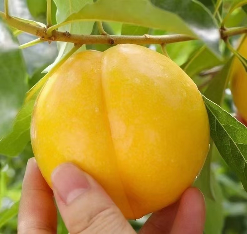 成熟黄油桃特写