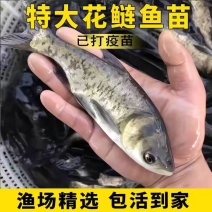 精品花鲢鱼苗大量供应保证成活率支持视频看货来电详谈