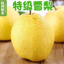 河北赵县雪花梨，精品货产地直供大量有货，可视频看货