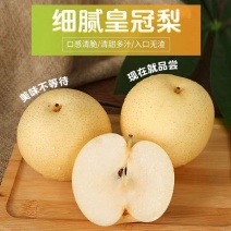 精品皇冠梨，赵县皇冠梨，产地直发，对接批发市场老板