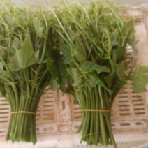 鲜嫩龙须菜，(又名佛手瓜尖新鲜直供，
