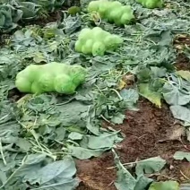苤蓝疙瘩