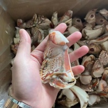 元宝蟹钳，虎纹蟹钳，蟹钳，厂家直销，量大从优