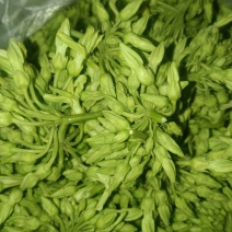 夜香花树摘菜天绿香