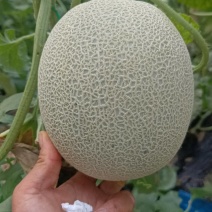 山东网纹瓜哈密瓜产地直发