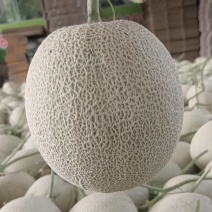 山东网纹瓜甜蜜多汁一手货源基地直发量大价优，欢迎联系