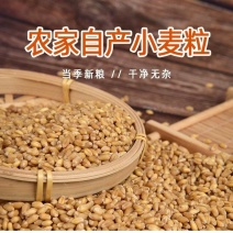 包邮）2024年新麦子皖北带皮小麦粒小麦酿酒喂鸽子鸟粮