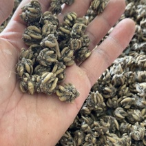 猫爪草供应，产源地