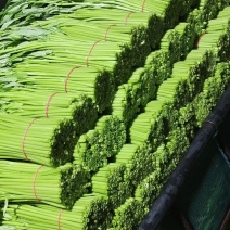 精品头刀：空心菜