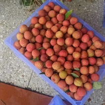 广东白蜡荔枝大量上市产地直发量大从优欢迎来电