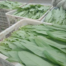 现货常年供应专业叶菜种植