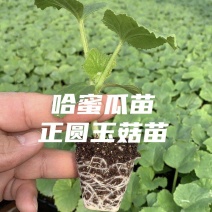 哈蜜瓜苗晓蜜25抗病抗裂大国型，含糖量高商品性一致