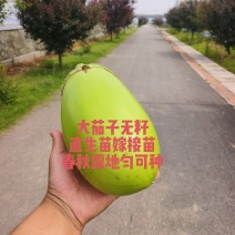直生苗茄子，早熟无籽抗病一亩地1600棵绿茄好吃